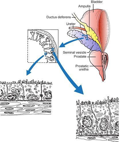 Figure 4. The diagram depicts the relationship between the vas deferens, the seminal vesicles, the posterior aspect of the bladder and the prostate gland. The cytological features of the epithelium of the seminal vesicles is shown: this tissue is androgen dependent. Reproduced with permission from de Kretser et.al.1982 in 'Disturbances in Male Fertility' Eds K Bandhauer and J Frick, Springer - Verlag Berlin.