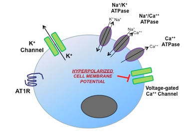 Figure 4. . Adrenal zona glomerulosa cell membrane potential and KCNJ5 mutations.