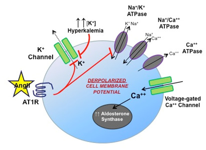 Figure 5. . Adrenal zona glomerulosa cell membrane potential and KCNJ5 mutations.