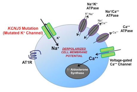 Figure 6. . Adrenal zona glomerulosa cell membrane potential and KCNJ5 mutations.