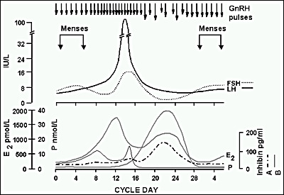 Figure 1. . Hormonal oscillations through the menstrual cycle.