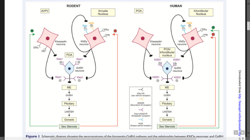 Figure 2. . Neuroanatomy of kisspeptin-GnRH pathway and the control of HPG axis in humans and rodents.