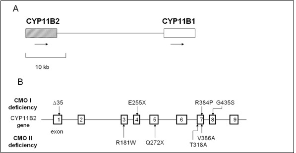 Figure 5. . Relative positions of CYP11B1 and CYP11B2 on chromosome 8 and mutations of CYP11B2.