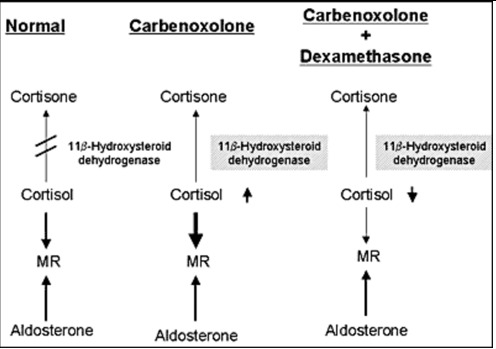 Figure 7. . Mechanism of the effect of carbenoxolone.