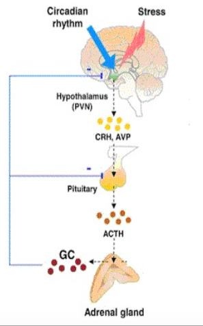 Figure 2. . The pathway of stimulation of ACTH secretion from the pituitary and its action on the adrenal gland (6).