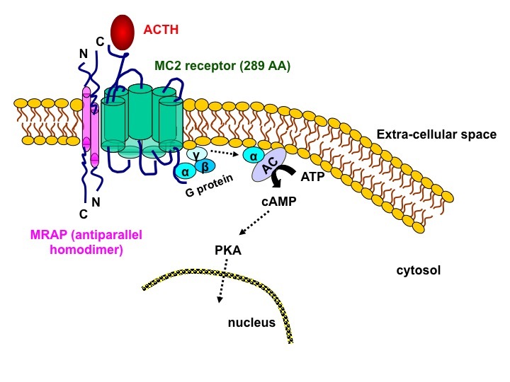 Figure 4. . ACTH receptor protein expression.
