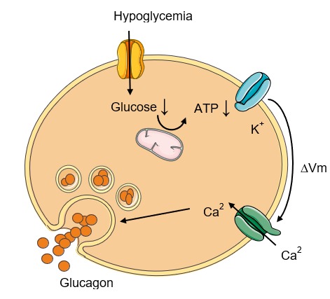 Figure 2. . Glucose-dependent glucagon secretion from the alpha cell.