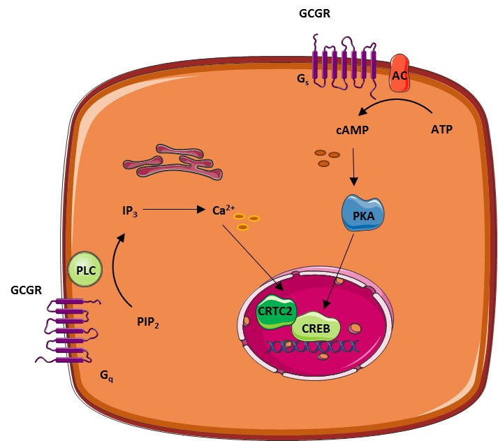 Figure 4. . Examples of the two most well-described intracellular pathways involved in glucagon-induced regulation of target gene expression: the PKA and the IP3 pathways.