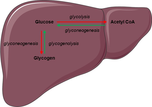 Figure 5. . Regulation of glucose metabolism by glucagon in the liver.