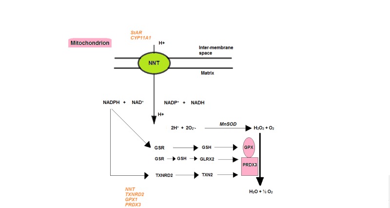 Figure 1. . Detoxification of reactive oxygen species in the mitochondria.