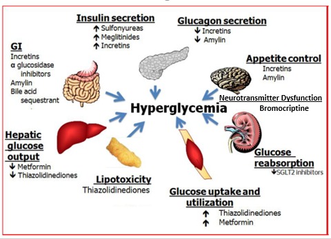 Figure 2. . Sites of Action of Pharmacological Therapies for the Treatment of Type 2 Diabetes.