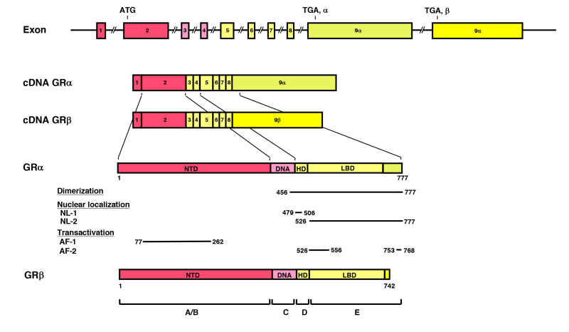Figure 3. . Genomic and complementary DNA and protein structures of the human (h) GR with its functional distribution, and the isoforms produced through alternative splicing.