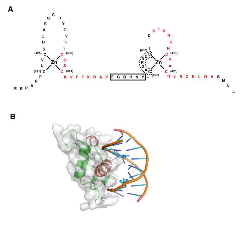 Figure 4. . Structure of GR DBD and its interaction with DNA GRE.