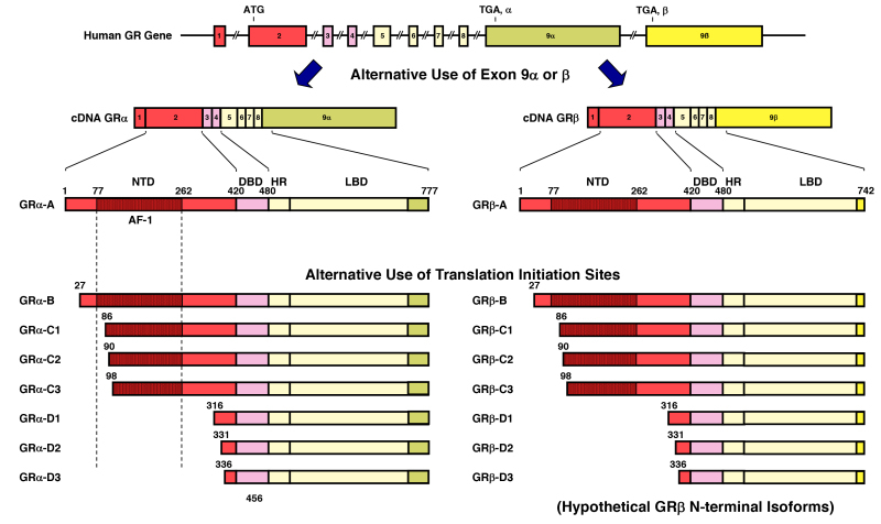 Figure 6. . GR isoforms produced through alternative splicing or use of different translational initiation sites.