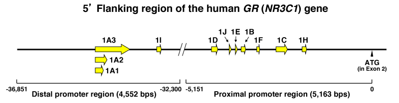 Figure 7. . The human (h) GR (NR3C1) gene has 11 different promoters with specific exon 1 sequences.