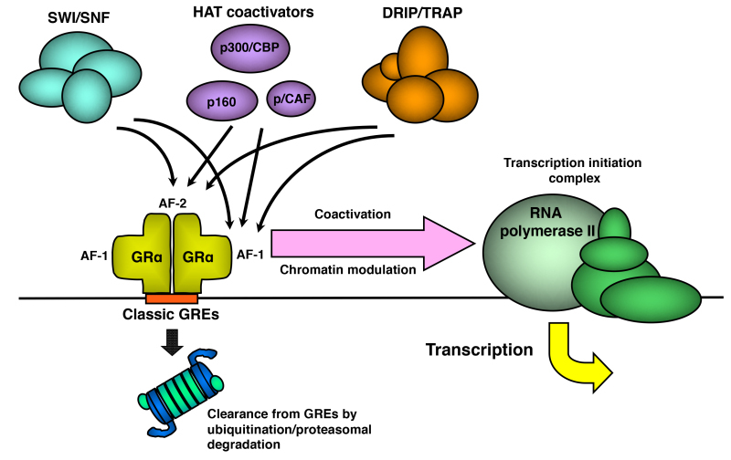 Figure 9. . Schematic model demonstrating the interaction and activity of HAT coactivators and other chromatin modulators, which are attracted by GR to the promoter region of glucocorticoid-responsive genes.