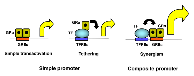 Figure 12. . Three different modes of transcriptional regulation of the glucocorticoid-responsive promoters by GR.