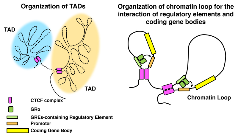 Figure 13. . Organization of the topologically associated domain (TADs) and chromatin looping promoted by CTCF for differential expression of glucocorticoid-responsive genes.