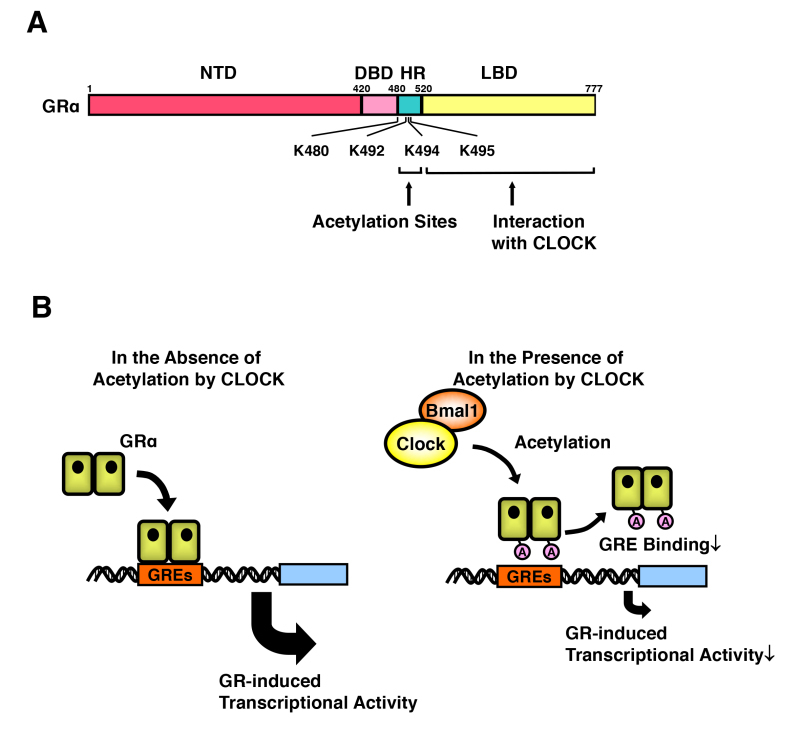 Figure 15. . Clock/Bmal1 suppresses GR-induced transcriptional activity through acetylation.