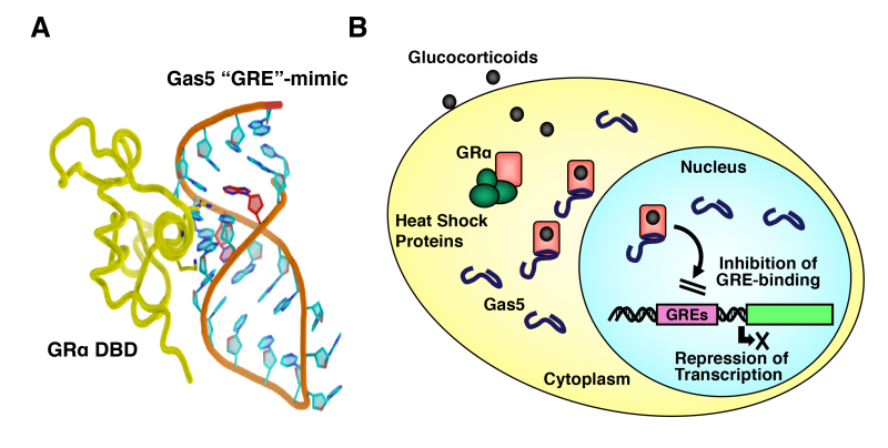 Figure 16. . Interaction model of the Gas5 RNA “GRE” to GR DBD and the molecular actions of Gas5 on GR-induced transcriptional activity.