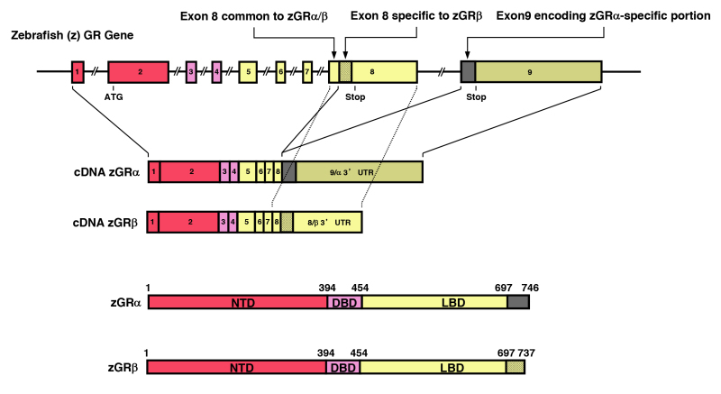 Figure 17. . Genomic and complementary DNA and protein structure of the zebrafish GR isoforms.