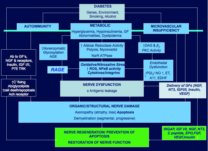 Figure 2. . Pathogenesis of diabetic neuropathies.
