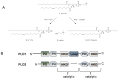 Figure 1. A) Biochemistry of PLD.