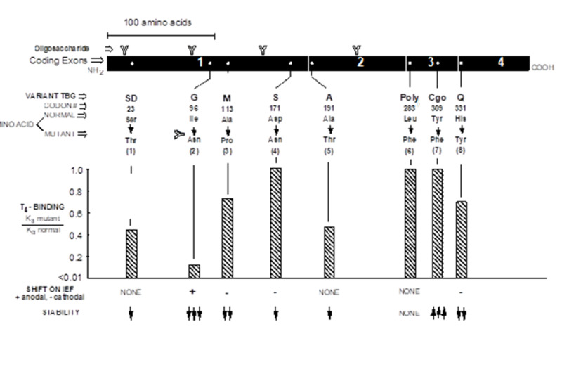 Figure 1. . Properties of some TBG variants causing partial TBG deficiency (TBG-PD).