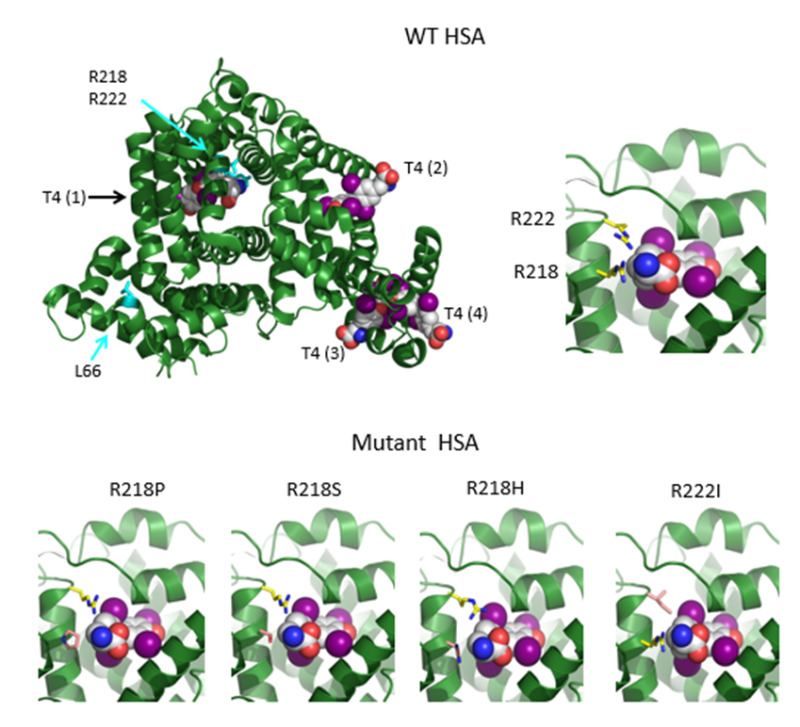 Figure 6. . The structures of HSA in the presence of T4 as modeled on the structures 1BM0, 1HK1, 1HK3 in the Protein Data Bank (http://www.