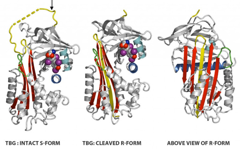 Figure 1. . Structure of the TBG molecule: Reactive loop (in yellow).