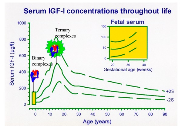 Figure 2. . In the fetus (insert) IGF-I increases with gestational age toward birth.