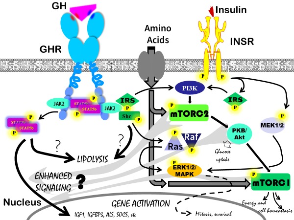 Figure 3. . Multiple, partly identical, pathways have been described to be activated by the GHR, the INSR and many other hormone kinase receptors not shown on the slide.