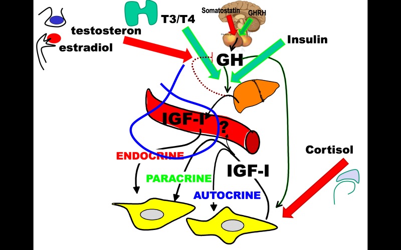 Figure 4. . Hypothalamic GH releasing hormone and somatostatin establish the pulsatile pituitary GH secretion that is established as the main regulator of endocrine and paracrine/autocrine IGF-I production during the first year of life in humans.