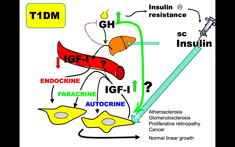 Figure 5. . Changes in liver derived endocrine IGF-I measured in the circulation and paracrine/autocrine IGF-I are in most cases concordant.