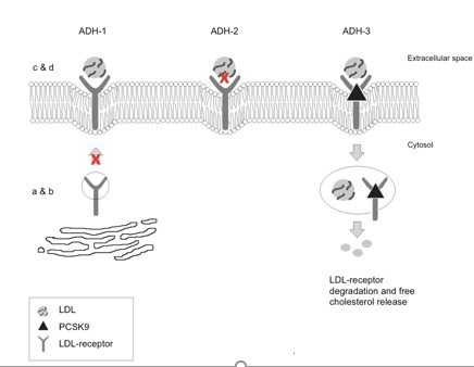 FIGURE 1 . (22): ADH-1 comprises mutations within LDLR.