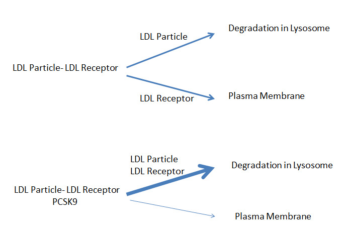 Figure 4. . PCSK9 Directs LDL Receptor to Degradation in Lysosome.