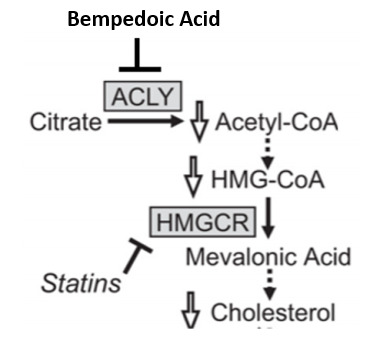 Figure 5. . Inhibition of Cholesterol Synthesis by Bempedoic Acid.