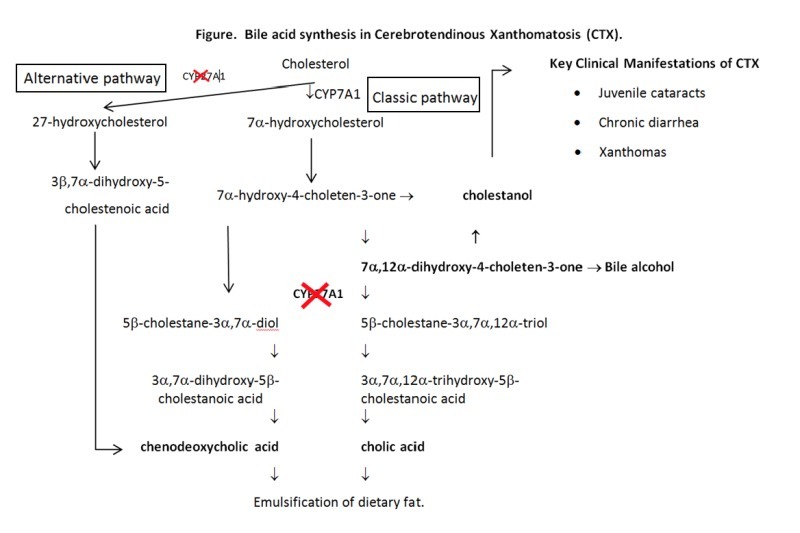 Figure 1. . Bile acids are synthesized from cholesterol in the liver through two pathways: the classic pathway and the alternative pathway.