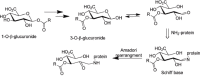 FIGURE D-1. Metabolism of 1-O-β-glucuronide.