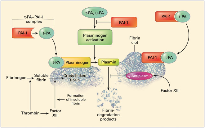 Figure 1. . Plasminogen activators – urokinase-type plasminogen activator (uPA) and tissue-type plasminogen activator (tPA) – circulate in plasma as a reversible complex with plasminogen activator inhibitor 1 (PAI-1).