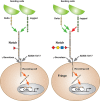 FIGURE 13.3.. Notch signaling pathway.