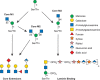 FIGURE 13.5.. Biosynthetic pathway for O-mannose glycans.