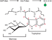 FIGURE 13.6.. Biosynthetic pathway for C-mannosylation and structural details of tryptophan-7 in RNase 2.