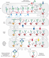 FIGURE 9.4.. Processing and maturation of an N-glycan.