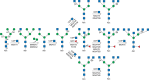 FIGURE 9.5.. Branching and core modification of complex N-glycans.