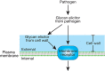 FIGURE 40.1.. Plant defense response.