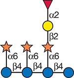 FIGURE 40.4.. A nonasaccharide from xyloglucan that shows signaling properties.