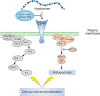 FIGURE 40.5.. Schematic diagram of signaling pathways activated by binding of hyaluronan to CD44.