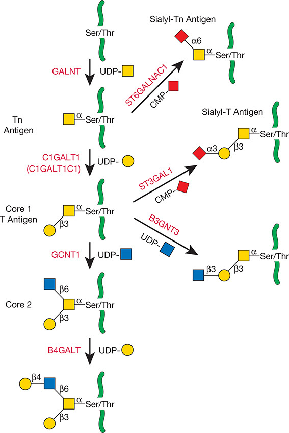 FIGURE 10.2.. Biosynthesis of core 1 and 2 O-GalNAc glycans as described in the text.