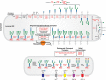 FIGURE 45.2.. Congenital disorders of glycosylation in the N-glycosylation pathway.